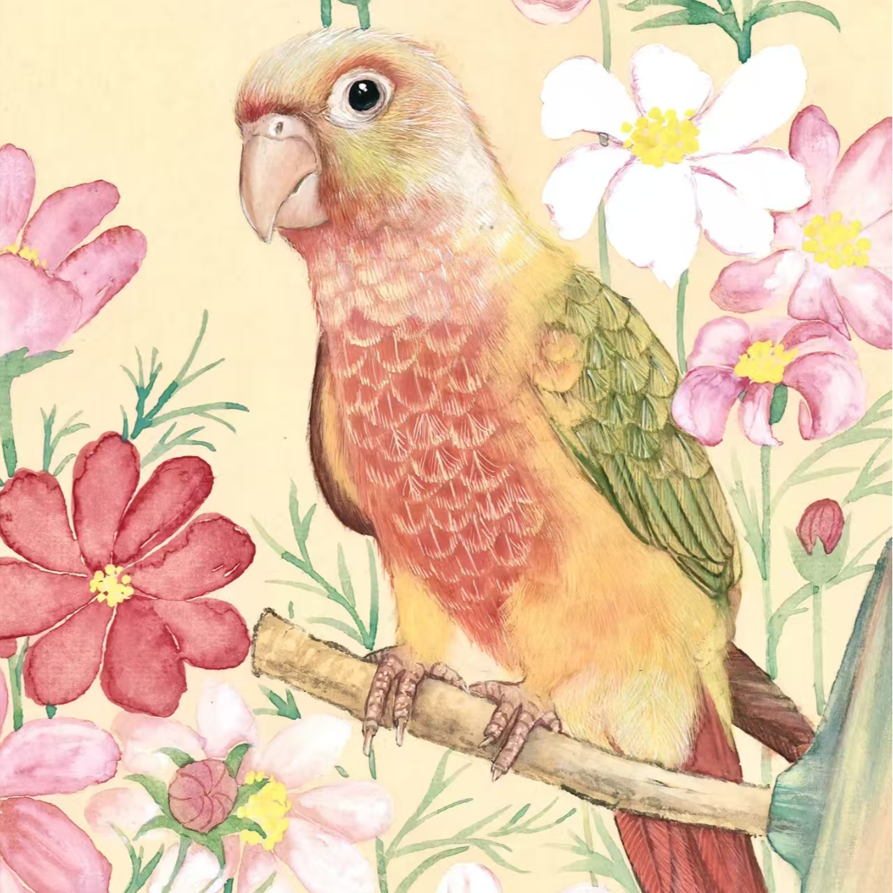 亲人手养雏鸟鹦鹉养殖场直接发货