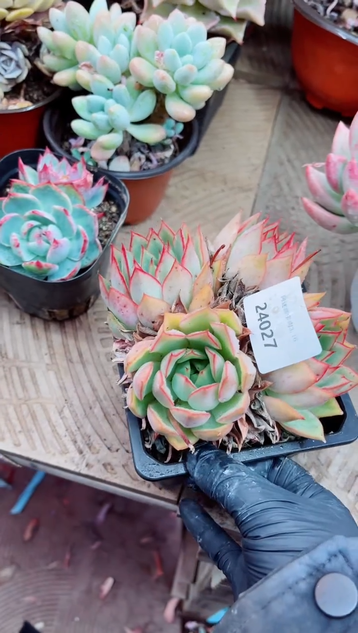 24027多肉植物一物一拍