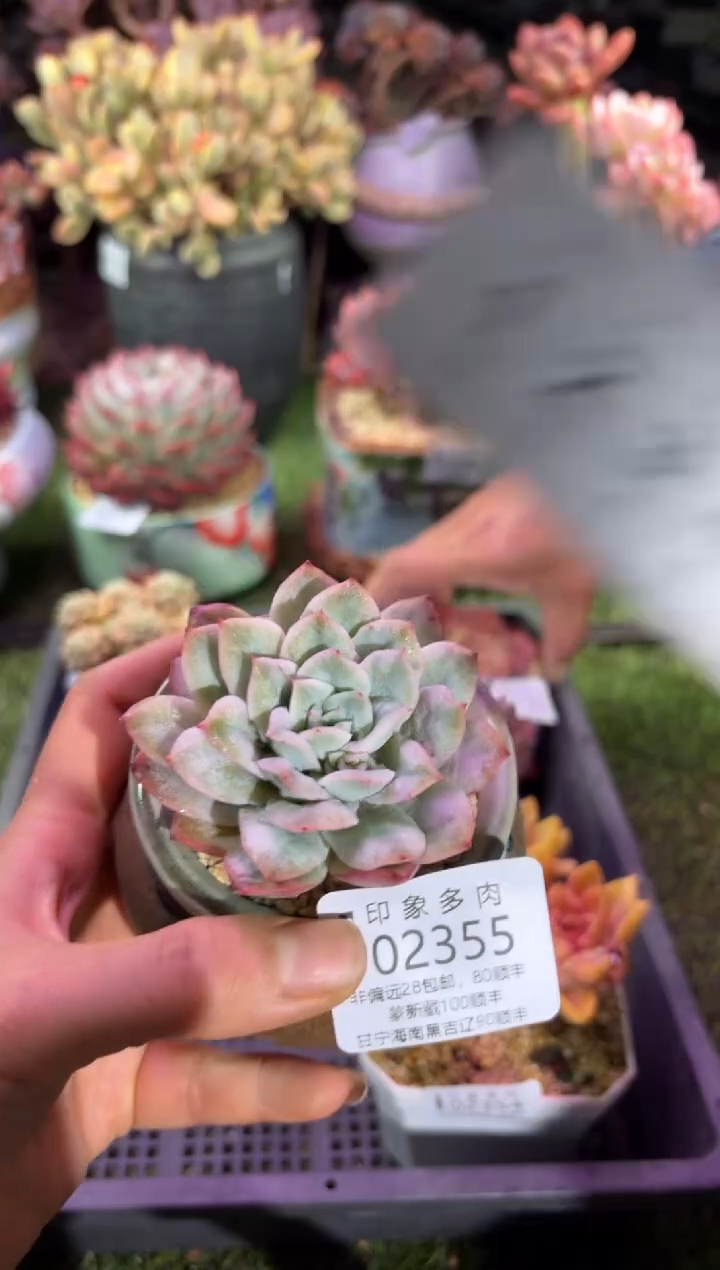 【闪购商品】02355