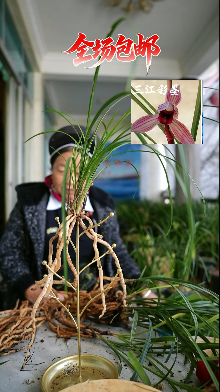 当前无花栽培后可以开花三江彩墨
