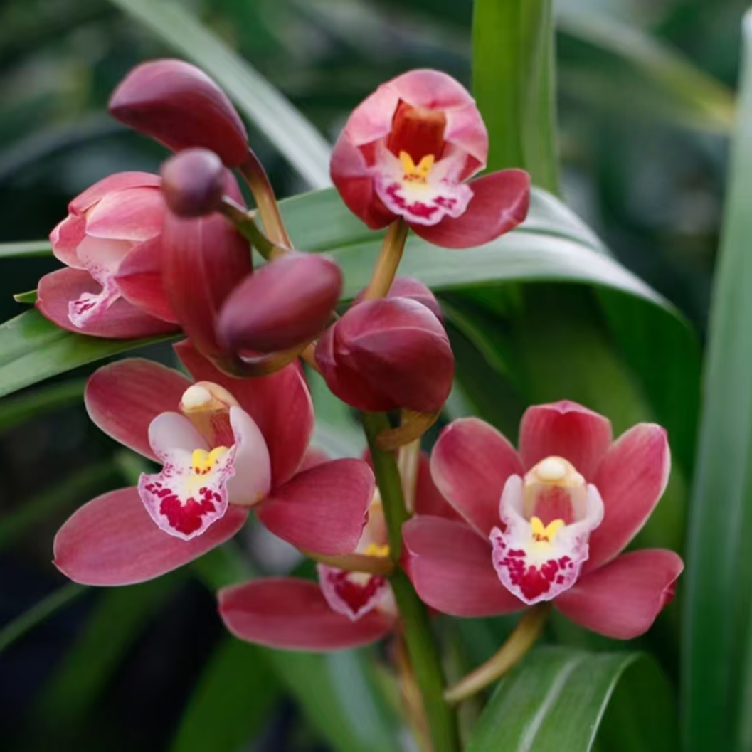 红宝石【5-8花剑】浓香型国兰翠绿色花卉绿植盆栽带花剑花期长