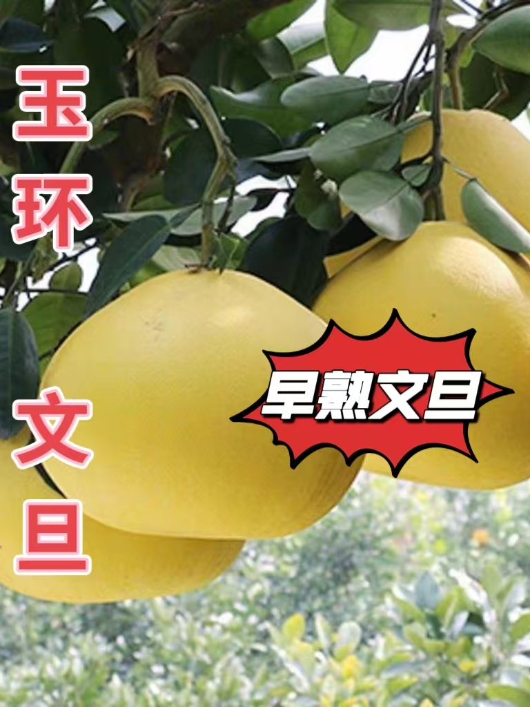正宗玉环文旦早熟柚子当季孕妇新鲜水果蜜柚产地直发江浙沪包邮