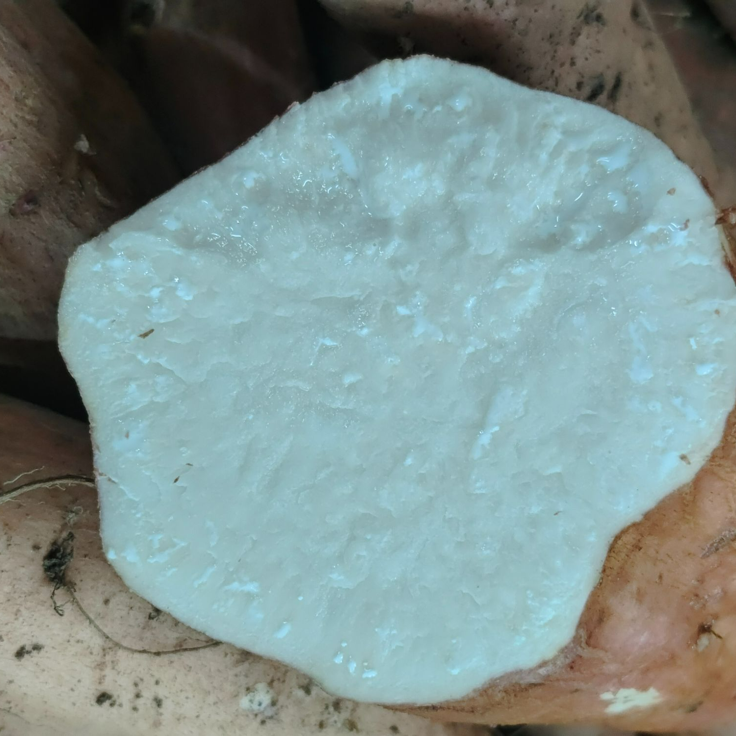 北京平谷  白哈密薯  冰糖薯 粉粉糯糯 香香甜甜  顺丰包邮白哈密薯北京市