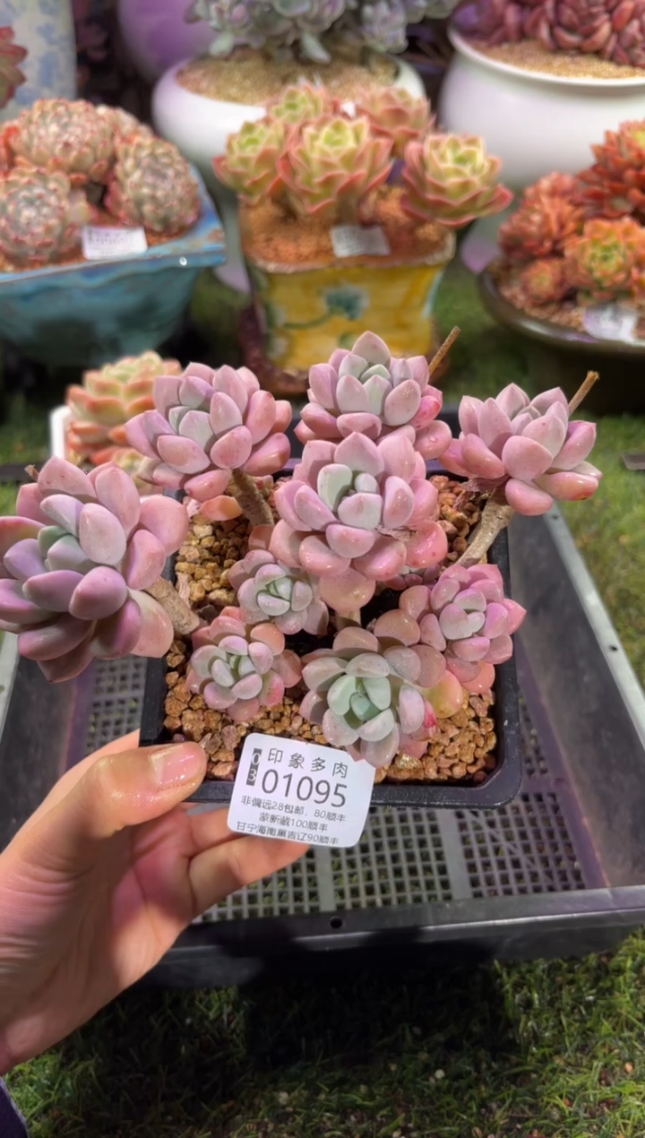 【闪购商品】01095