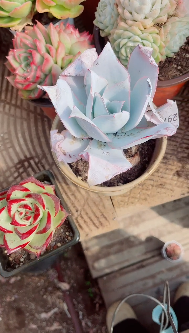 小*球跃跃精品多肉29117