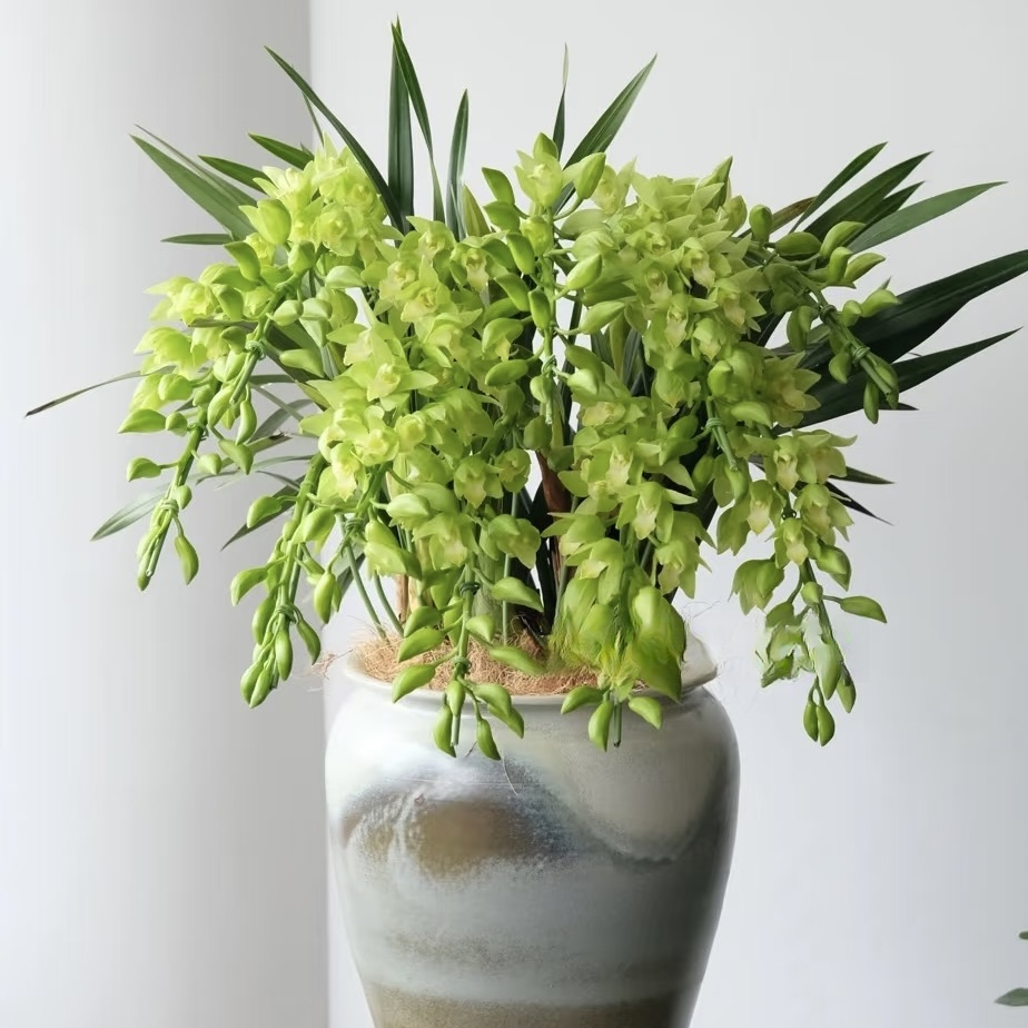 【绿精灵】 直兰 带花剑大花蕙兰高端名贵兰花盆栽南北方好养