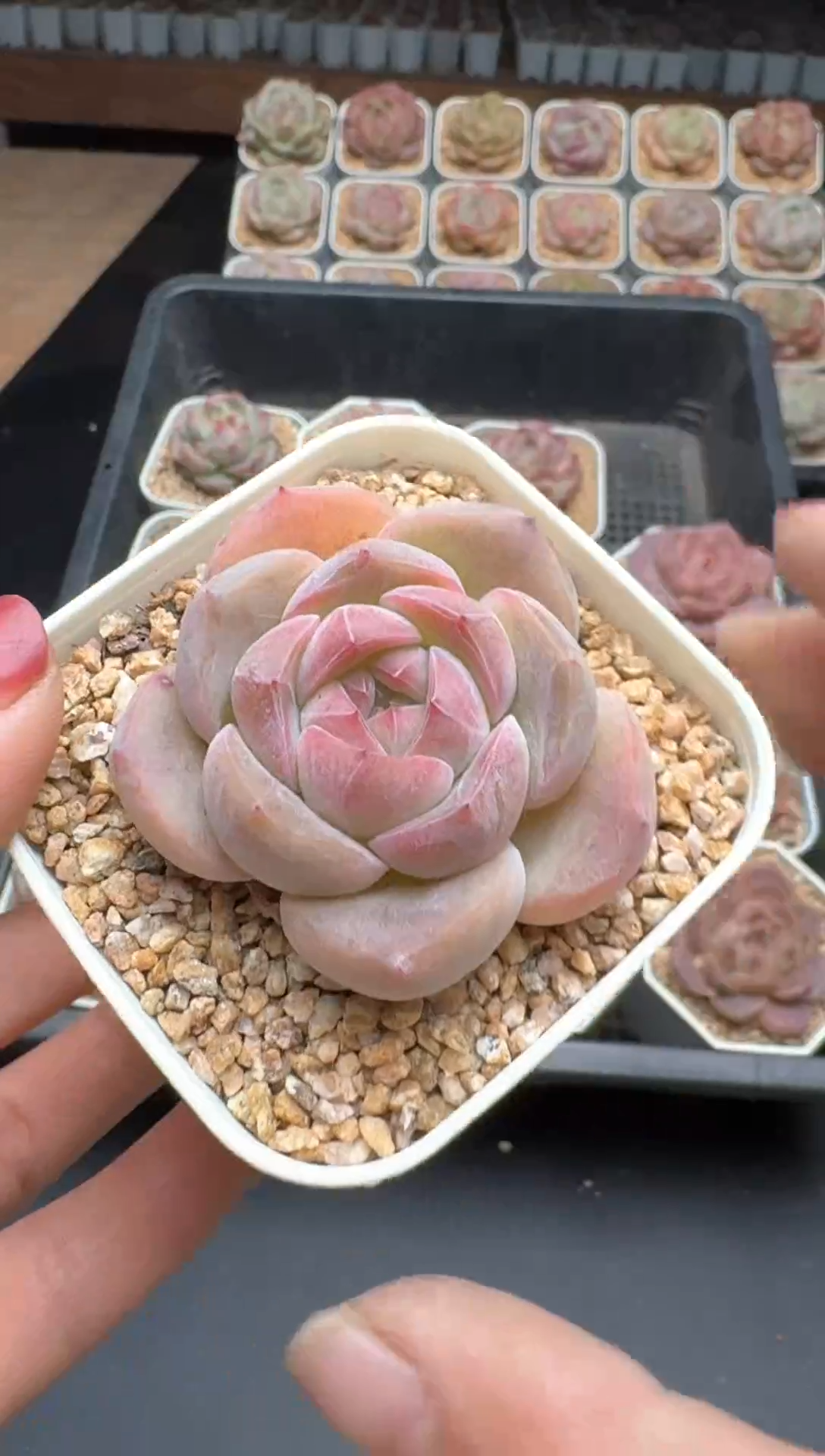 【闪购商品】715E号一物一拍多肉花卉植物3颗起发