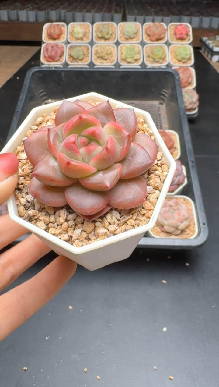 【闪购商品】315C物拍多肉带盆土6.5杯拍3颗包柚