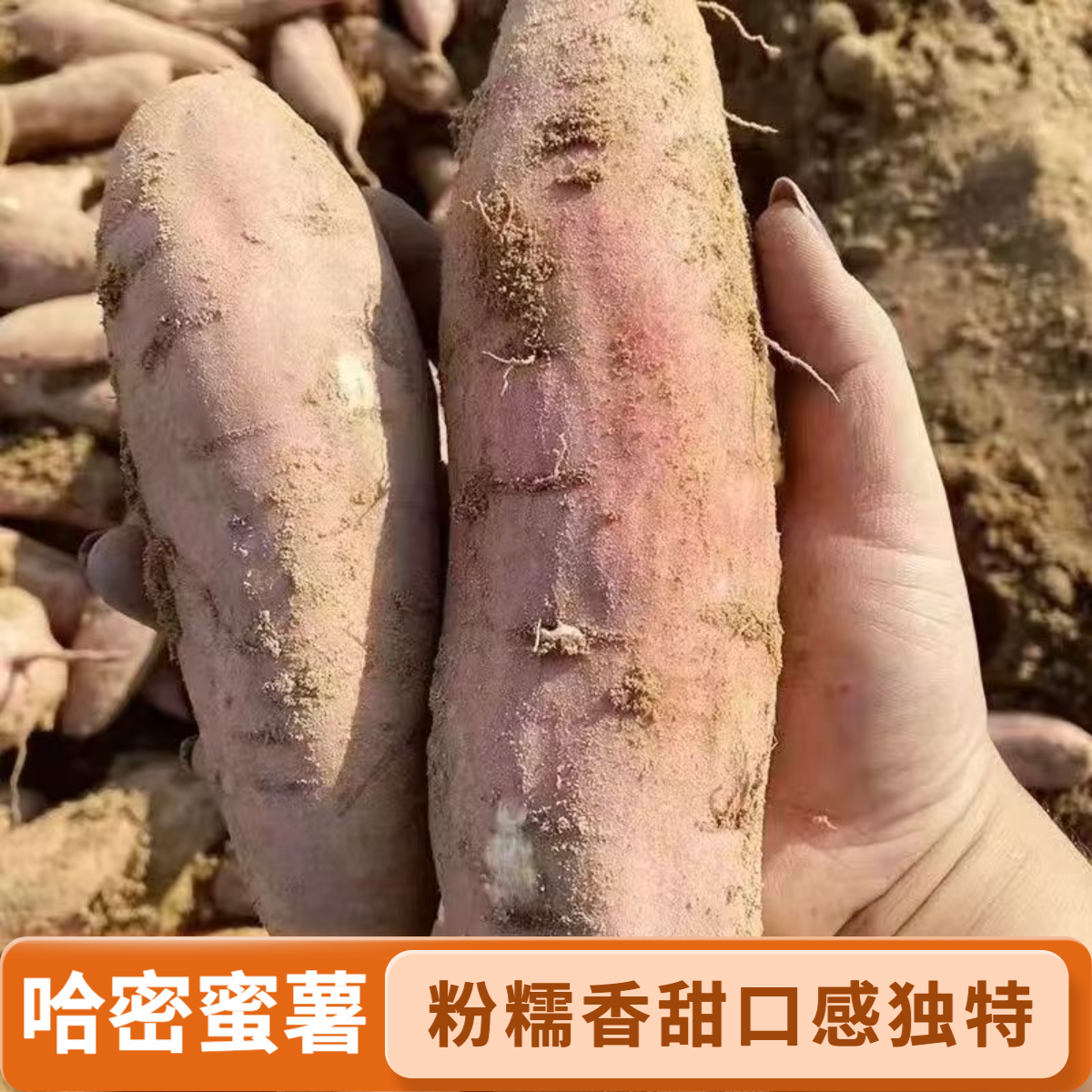 赵阳阳公益助农新鲜现挖粉糯香甜哈密红薯多种产地正宗美味