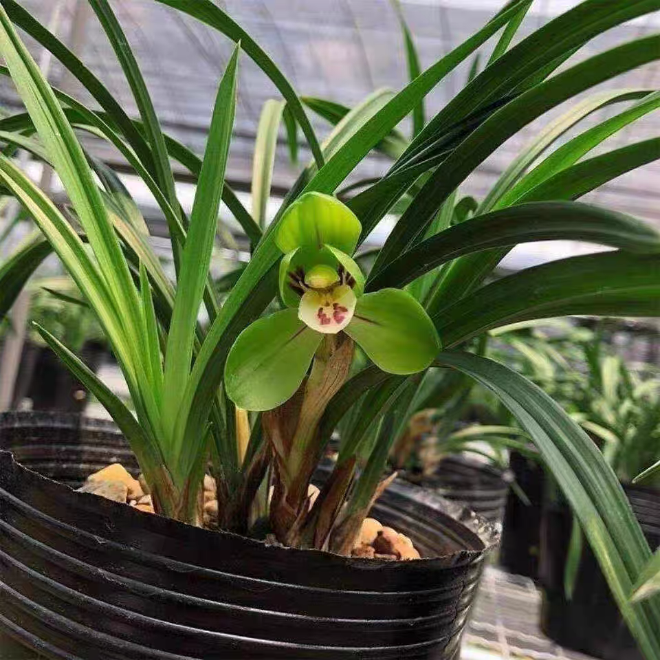 兰花苗春兰矮种[大团圆]荷瓣老品种 桌面兰花