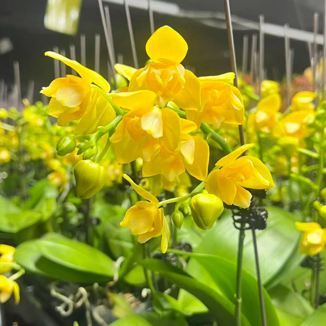 【小叮当】三唇两眼变异精品蝴蝶兰花室内阳台办公室高端花卉绿植