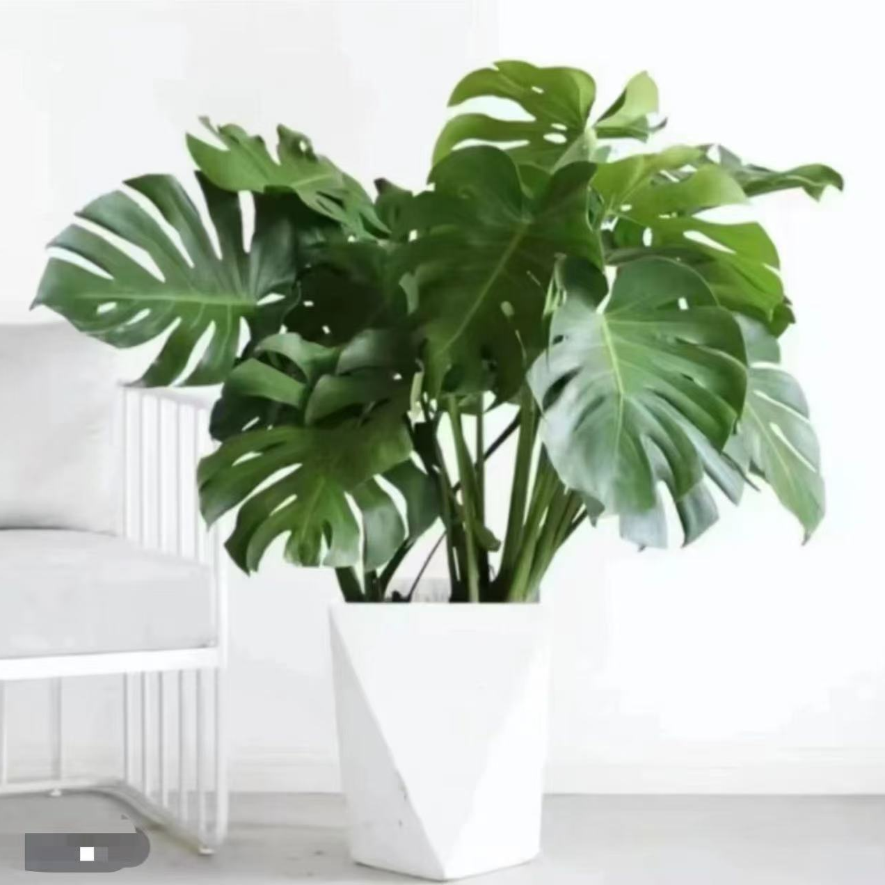 龟背竹开背大叶老桩客厅室内吸甲醛绿植水培植物水培水养净化空气