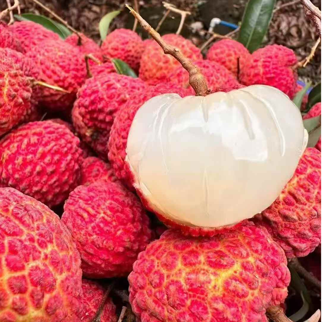 【空运】海南火山岩当季新鲜端午送礼一箱海南火山荔枝王