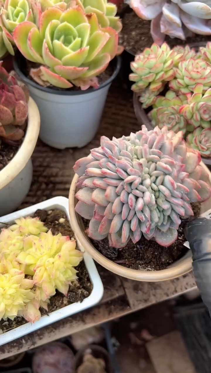 ?**缘多肉植物一物一拍14329