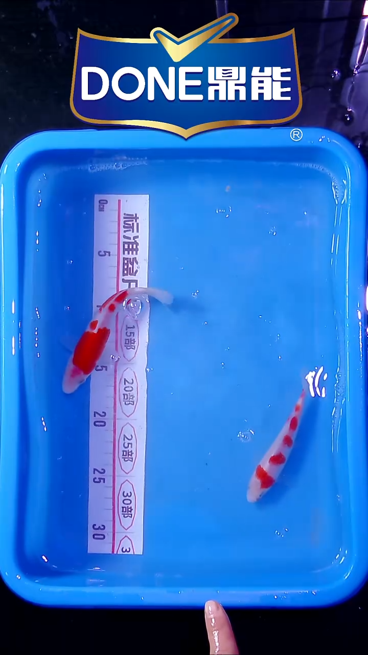 锦鲤直播间菁选 对版发货 26号