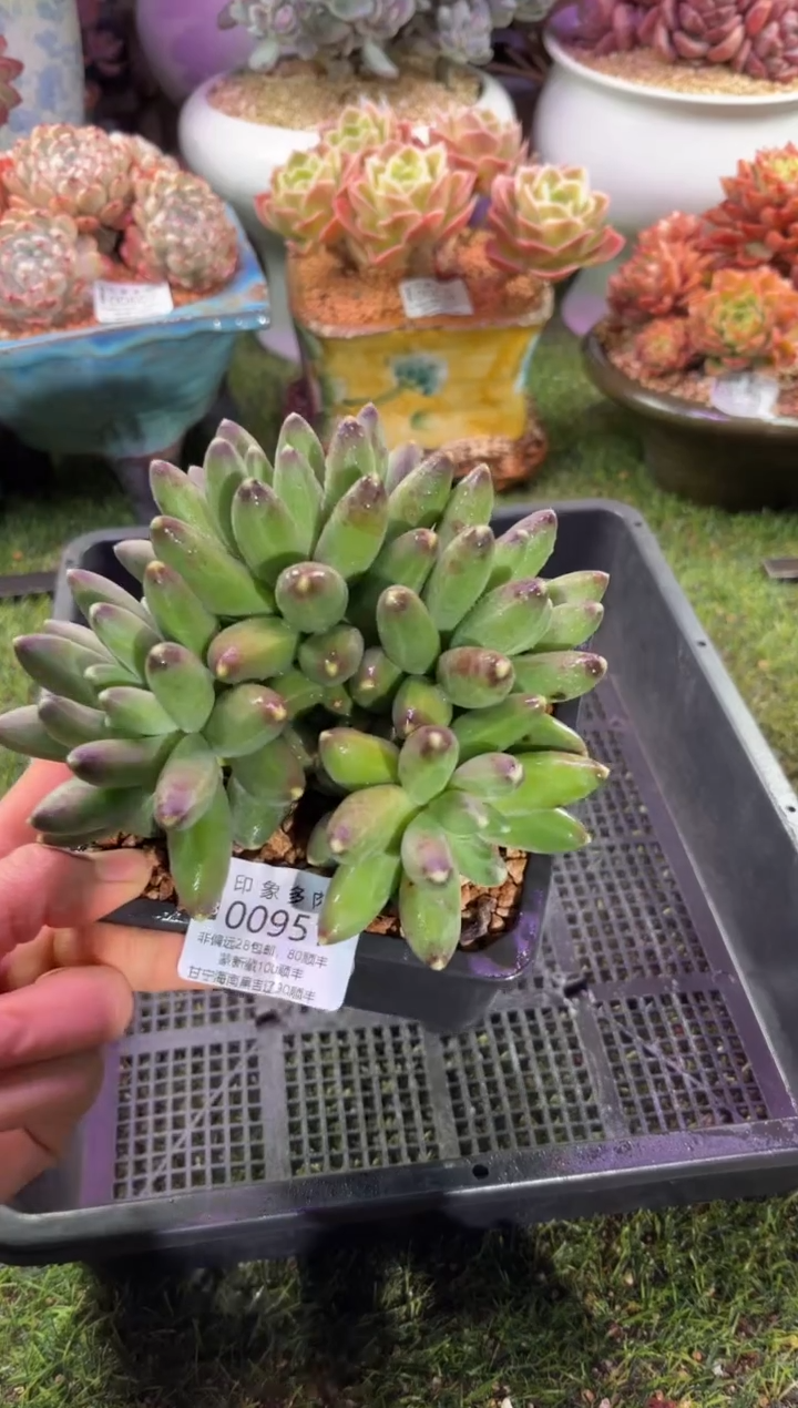 【闪购商品】00951