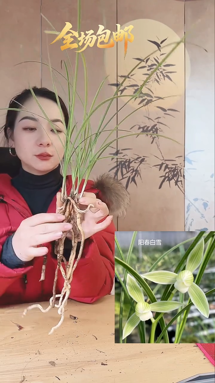 当前无花栽培后可以开花：阳春白雪