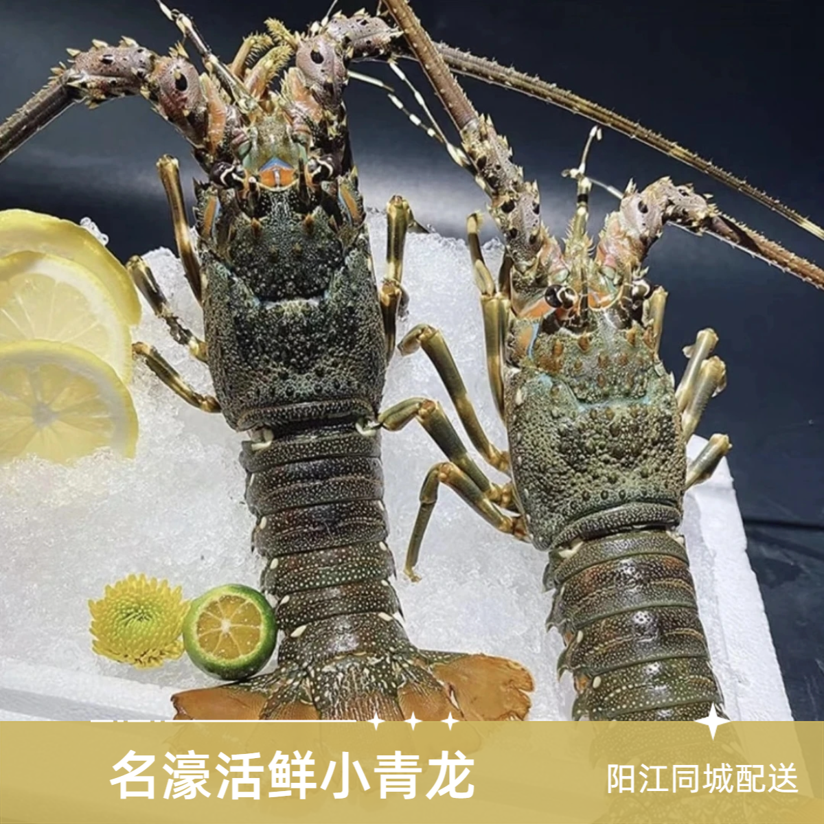 名濠小青龙 活鲜小龙虾 阳江同城配送 小时达价格是 150-185g/每只  3-4两/只