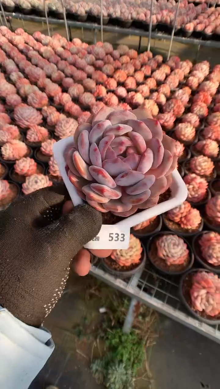 【闪购商品】533蒙克一物一拍