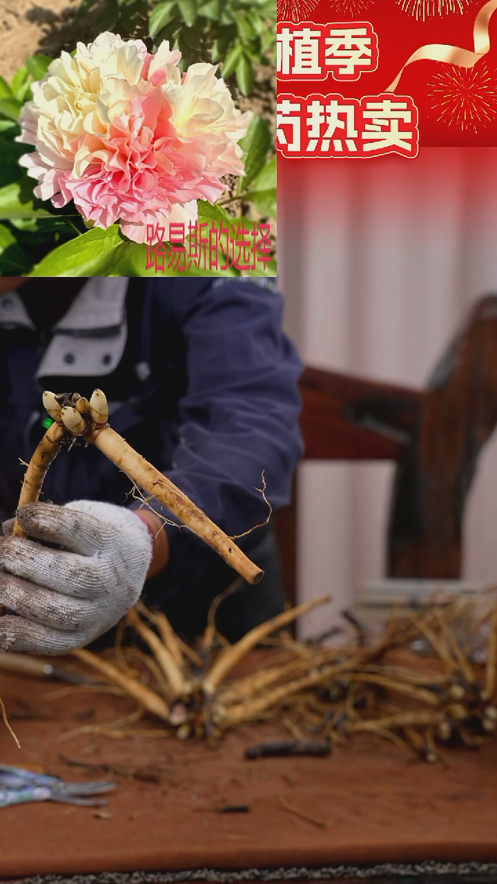 【晚场原颗芍药一物一拍】57号