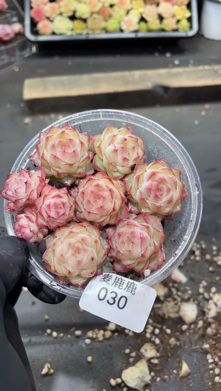 030清梦女王      量拍