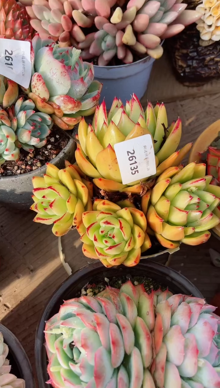 【闪购商品】26135