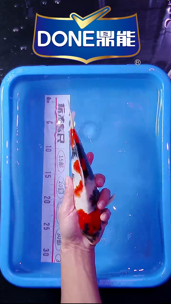锦鲤鱼悦直播间菁选 对版发货 27号