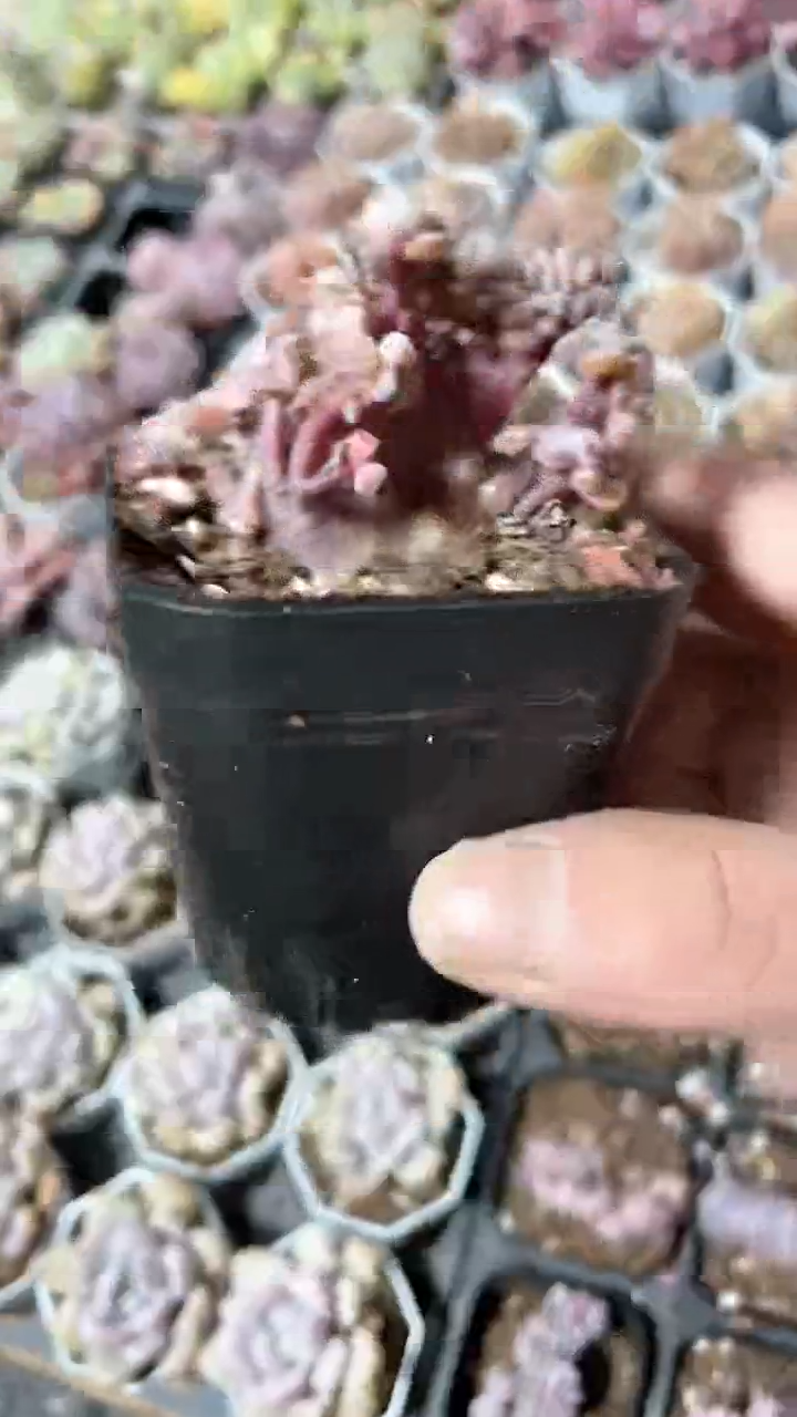 【闪购商品】65盆雪精灵缀化