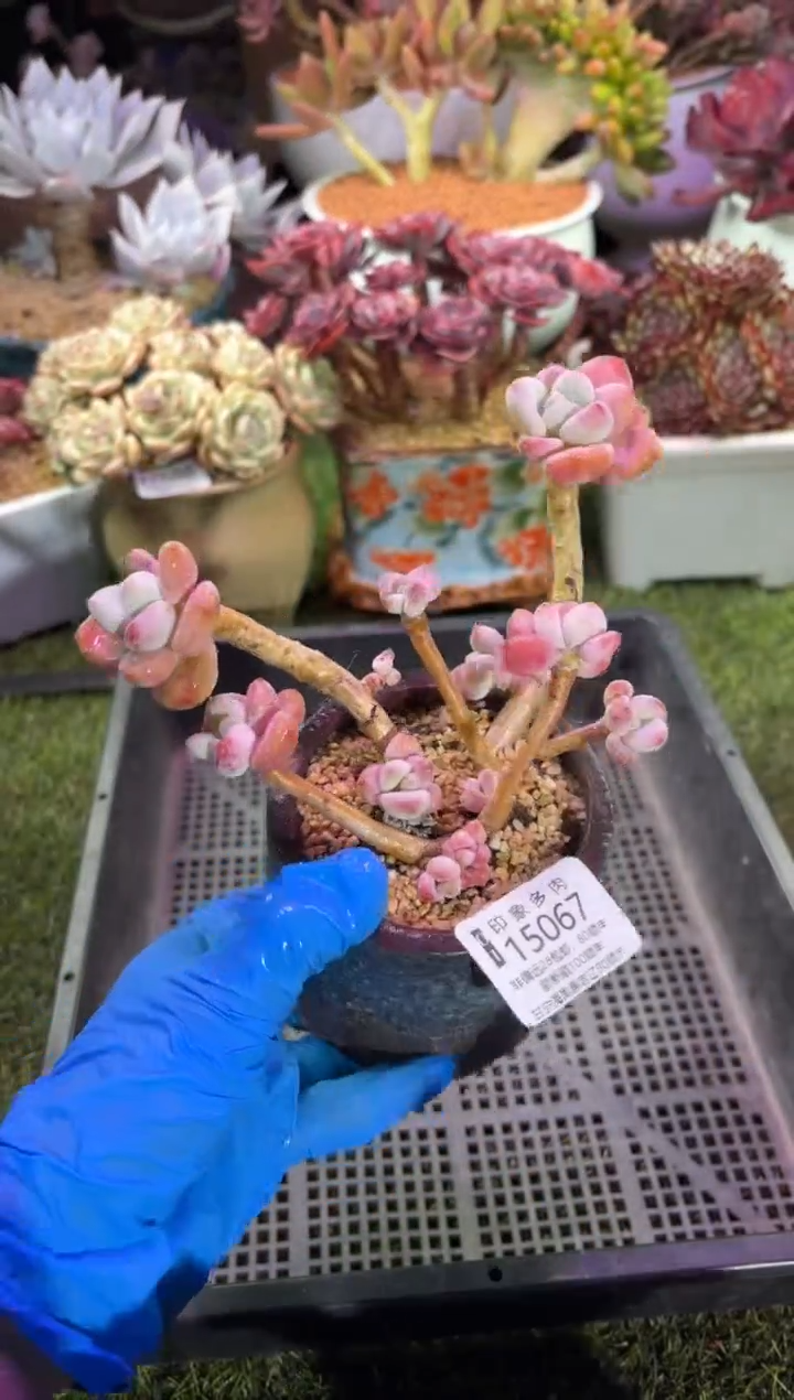 【闪购商品】15067