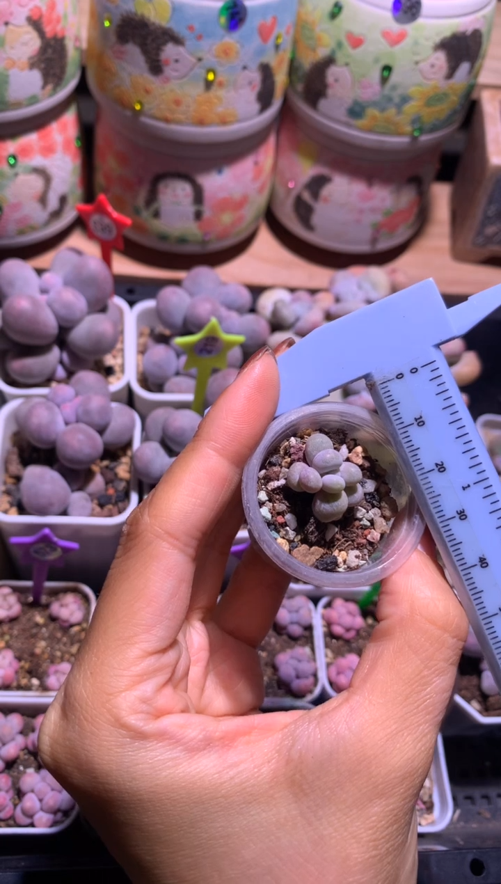 不知道什么奶酪多肉，满28包邮，不满发一个叶片包邮