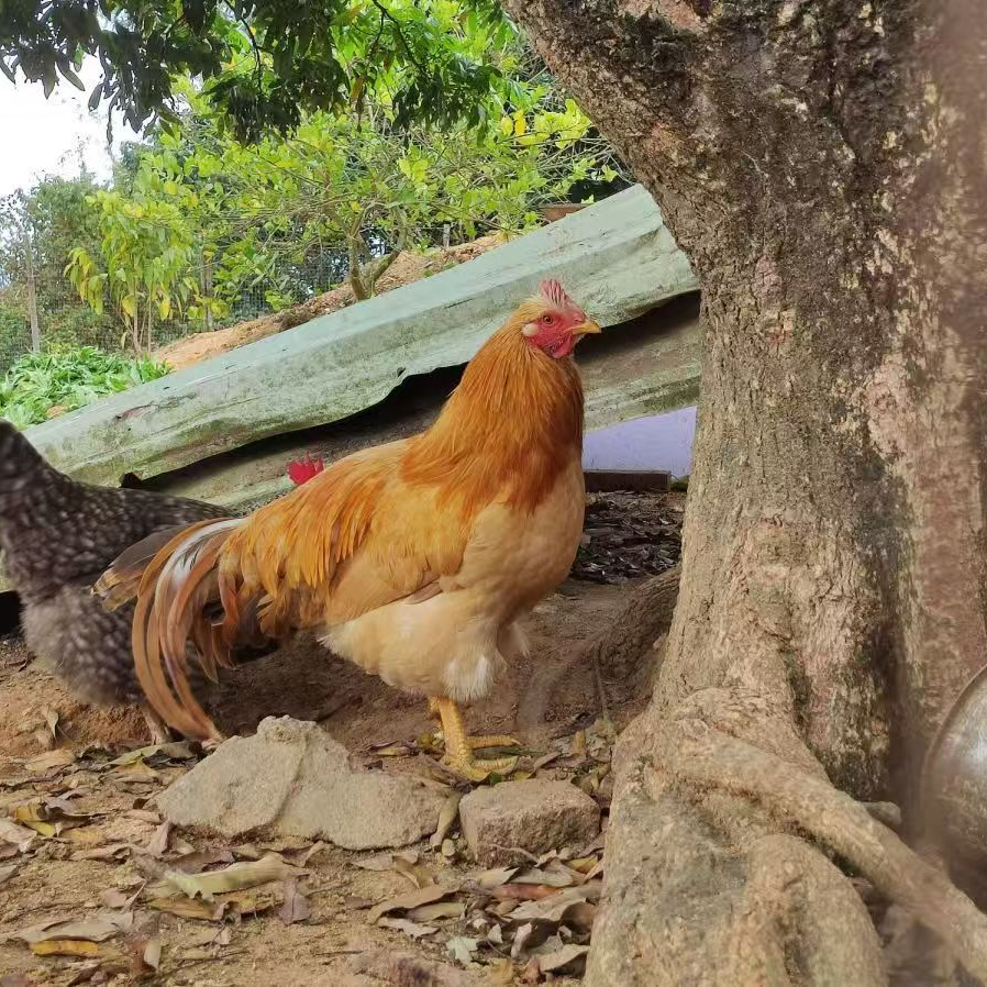 农村散养散放喂五谷杂粮阉鸡8个月鸡龄一物一拍25/斤【顺丰包邮现拍现宰】