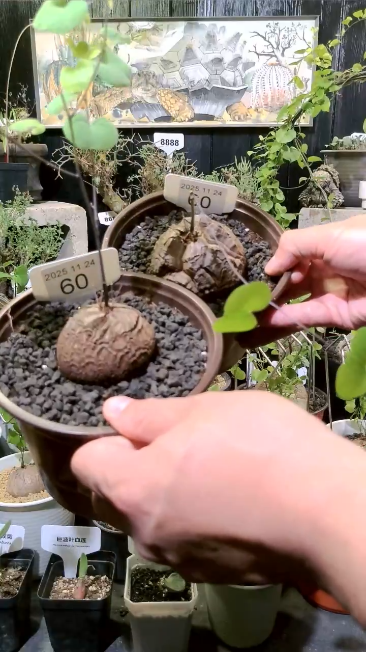 60号1124福利南非龟甲龙买一送一