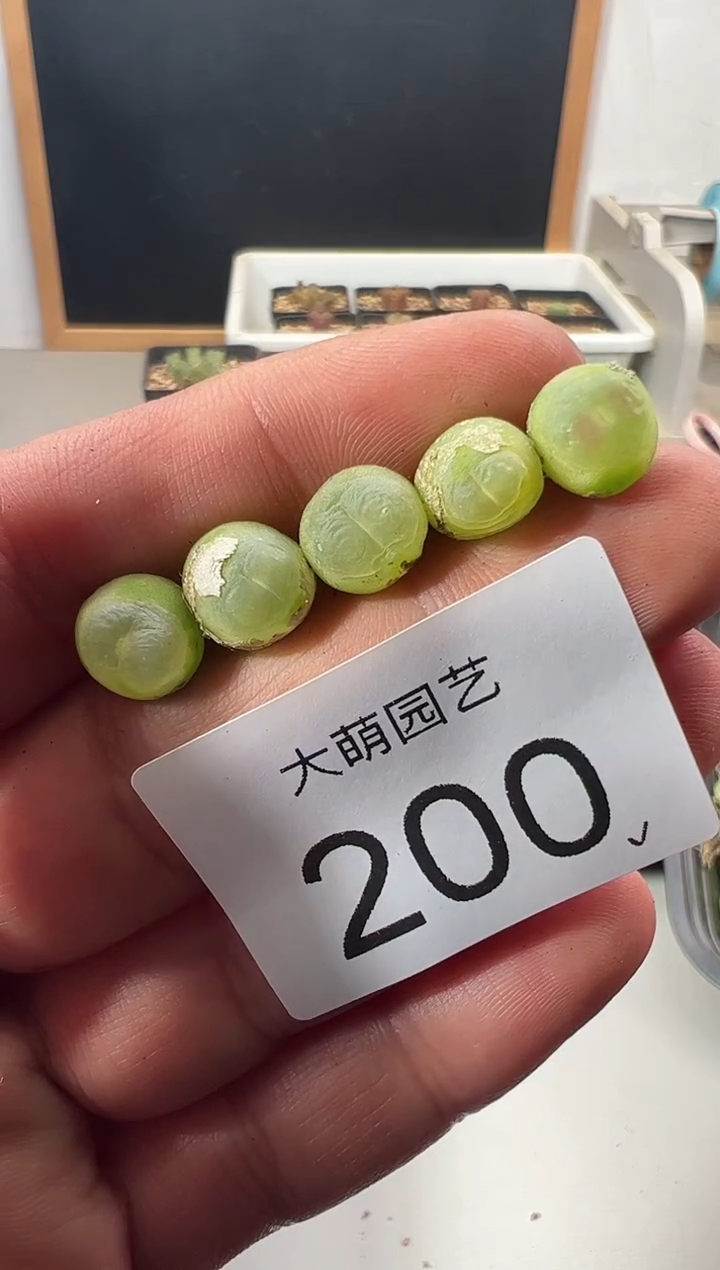 一物一拍          200
