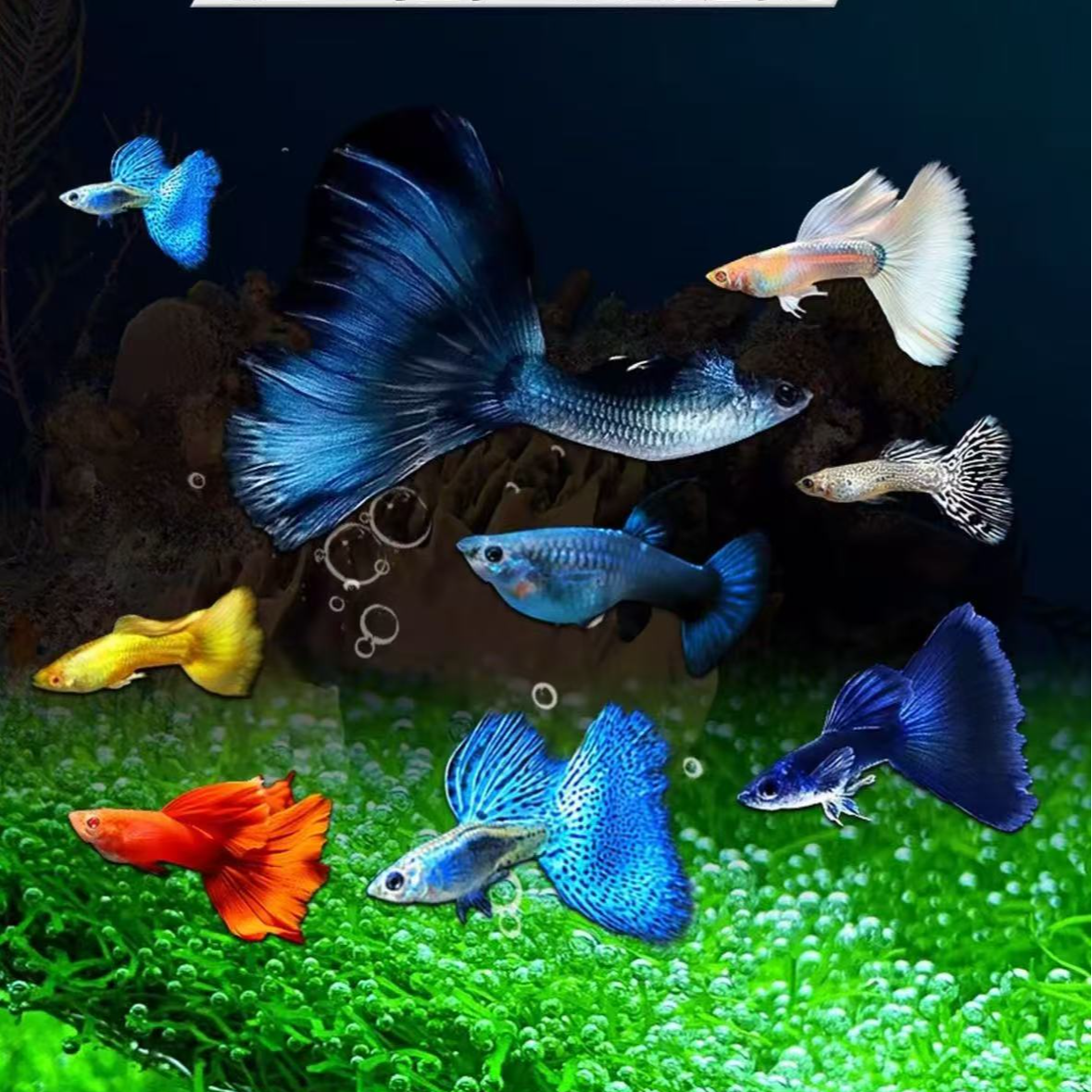 【天空炫彩】精品开播福利8条+2条备损易繁殖好养耐活观赏鱼孔雀鱼