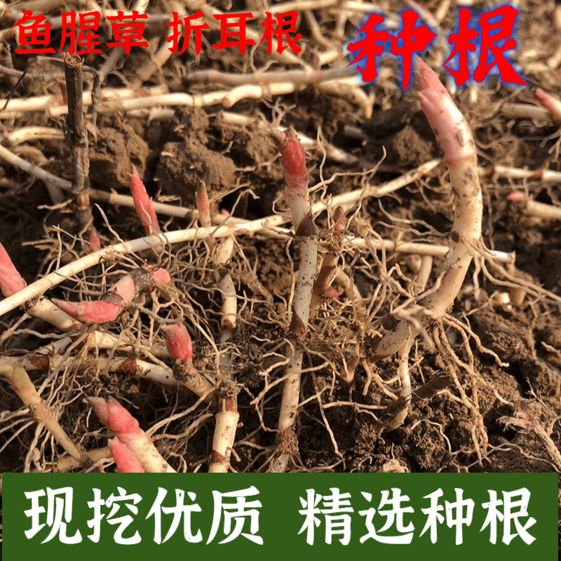 鱼腥草种根 鱼腥草盆栽 折耳根盆栽  折耳根种子 折耳根红叶种苗