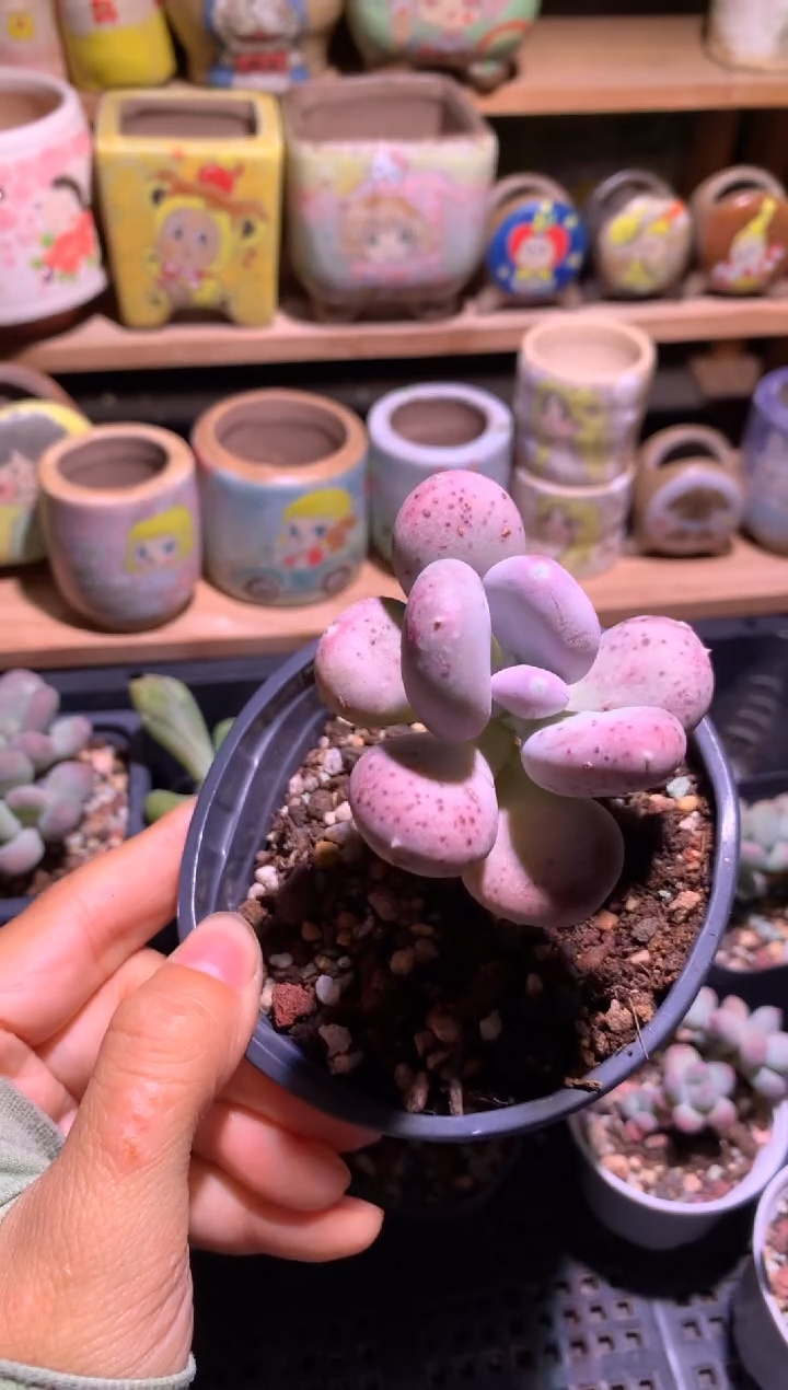 小屁桃母本大母本