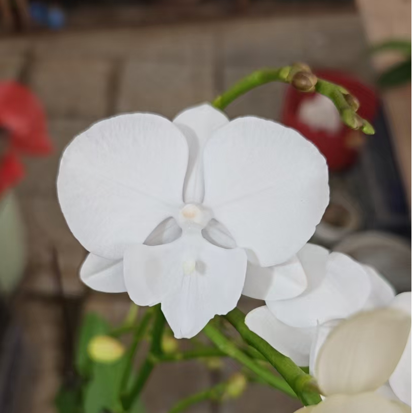 【花购】蝴蝶兰盆栽 白天鹅  带花带花苞