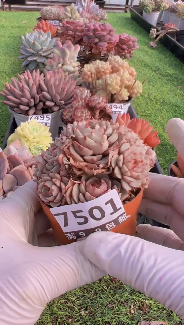 【闪购商品】信福多肉一物一拍