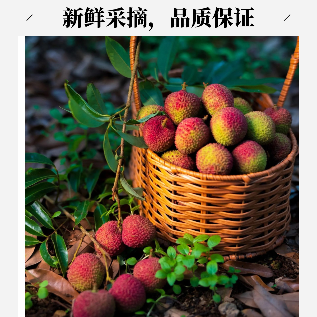 《顺丰包邮》九鼎直发正宗广东桂味荔枝