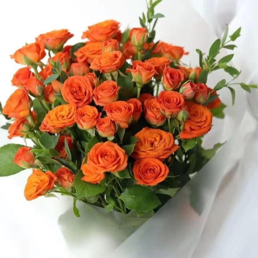 多头橙芭比10枝 云南昆明基地直发