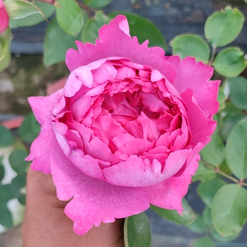 伊芙系列月季 胭脂香水 大花浓香灌木月季