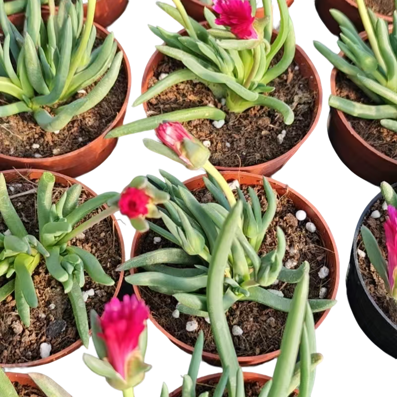 奔龙精品多肉裸根上盆