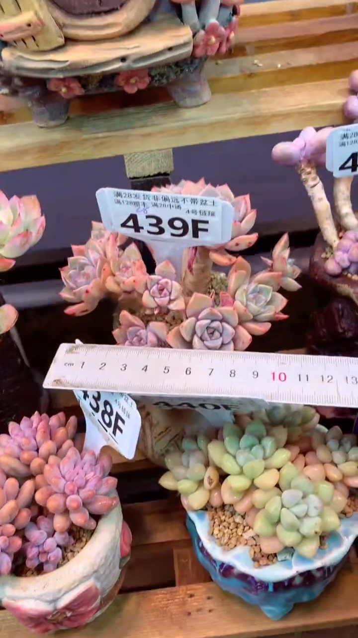 439F（一物一拍实付满28发货，默认不带盆土）