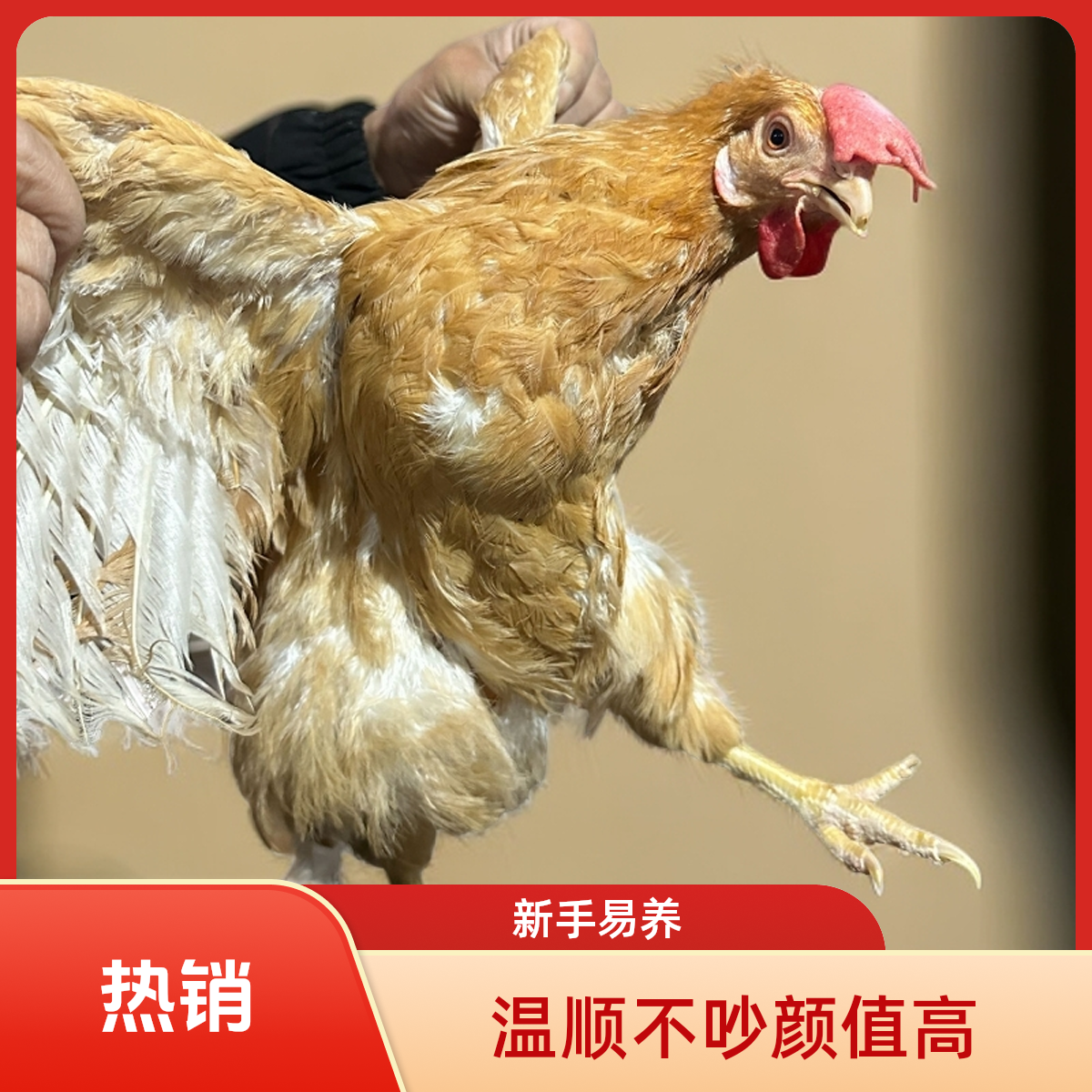 互动性强 温顺不吵颜值高 新手易养 宠物鸡