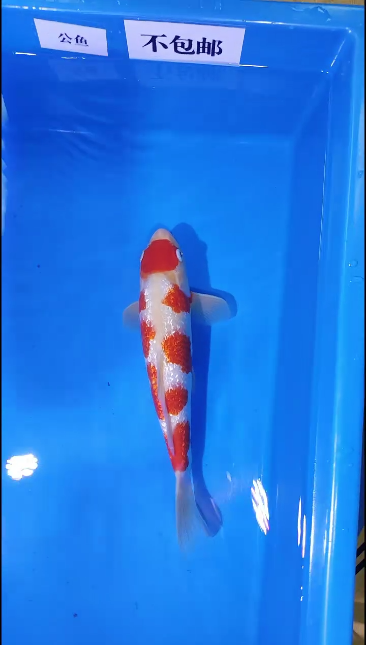 锦鲤【9.8】海港直播间竞拍19