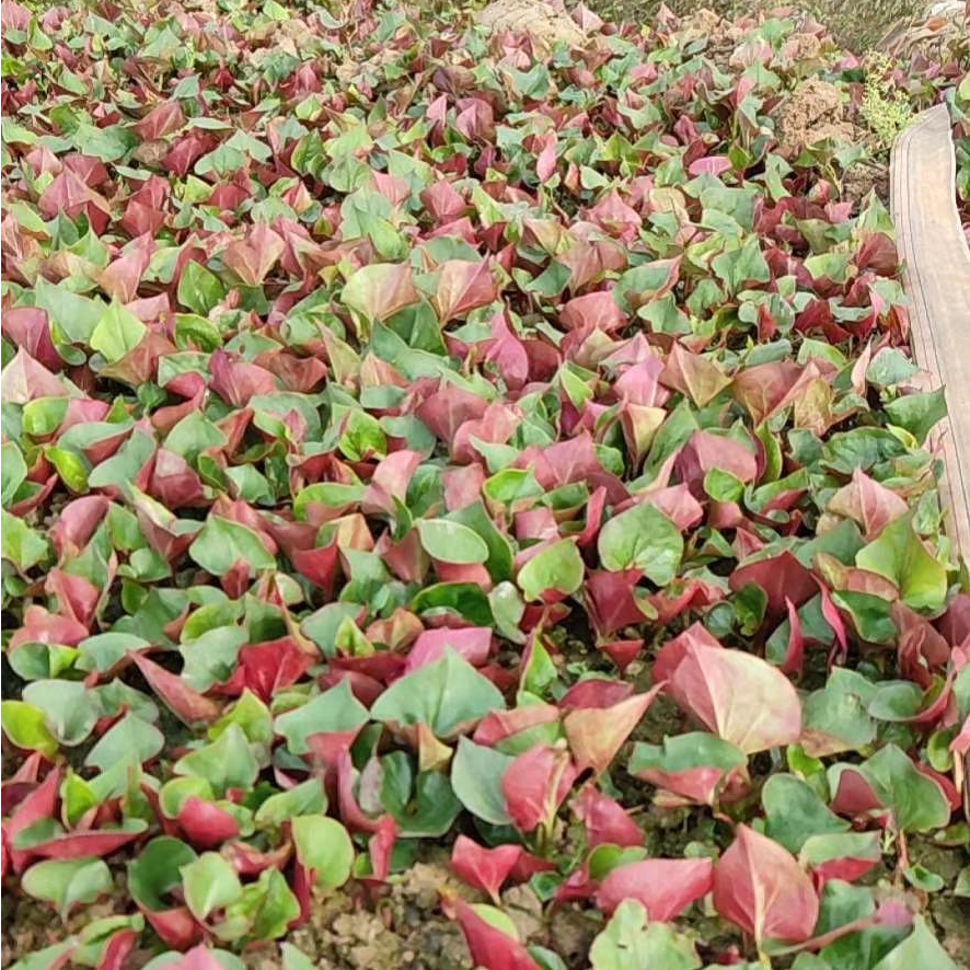 四川新鲜折耳根嫩叶带根可凉拌烫火锅现挖现发的时令蔬菜