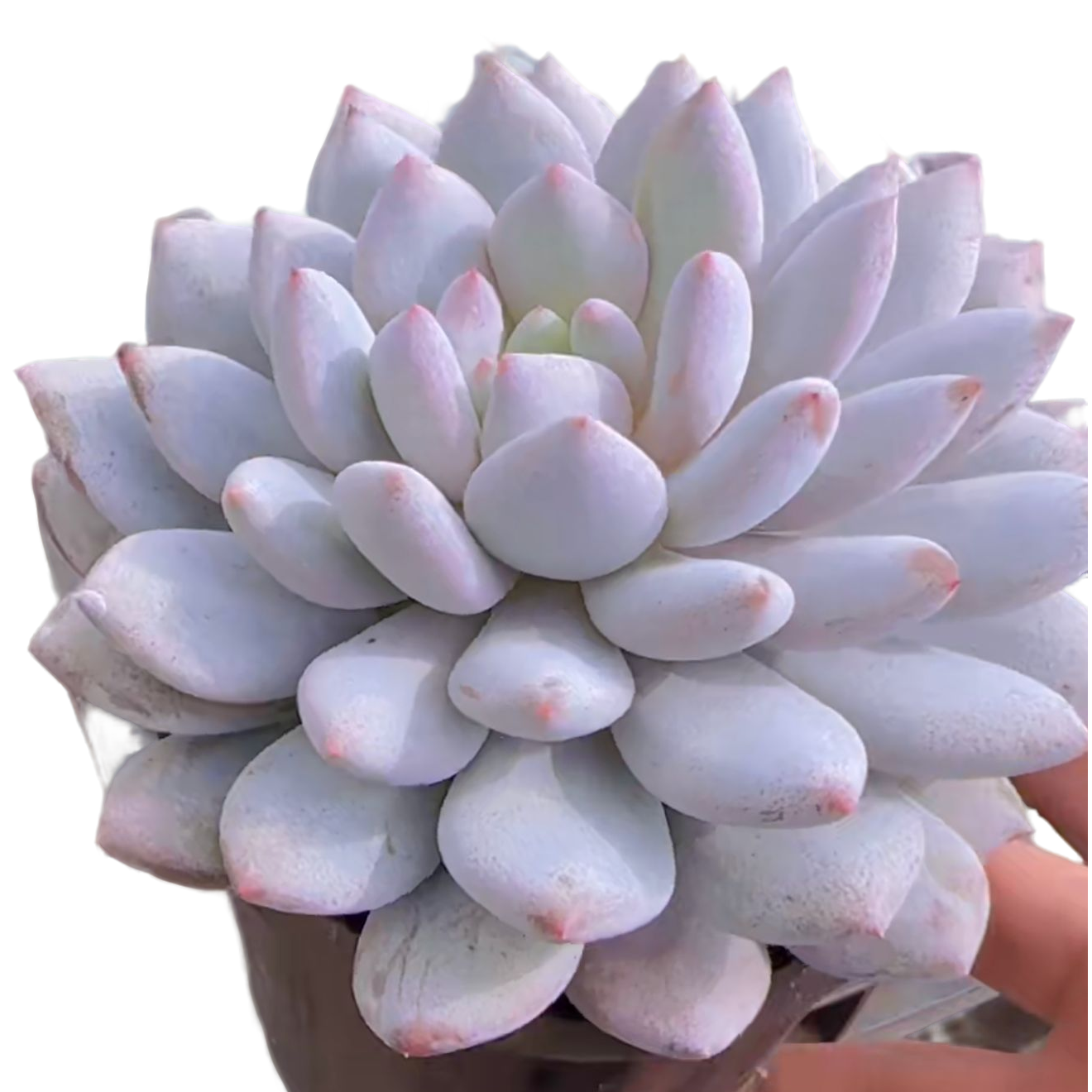 半夏 带盆 (多肉植物)满19.9包邮 云南基地源头直发新手好养