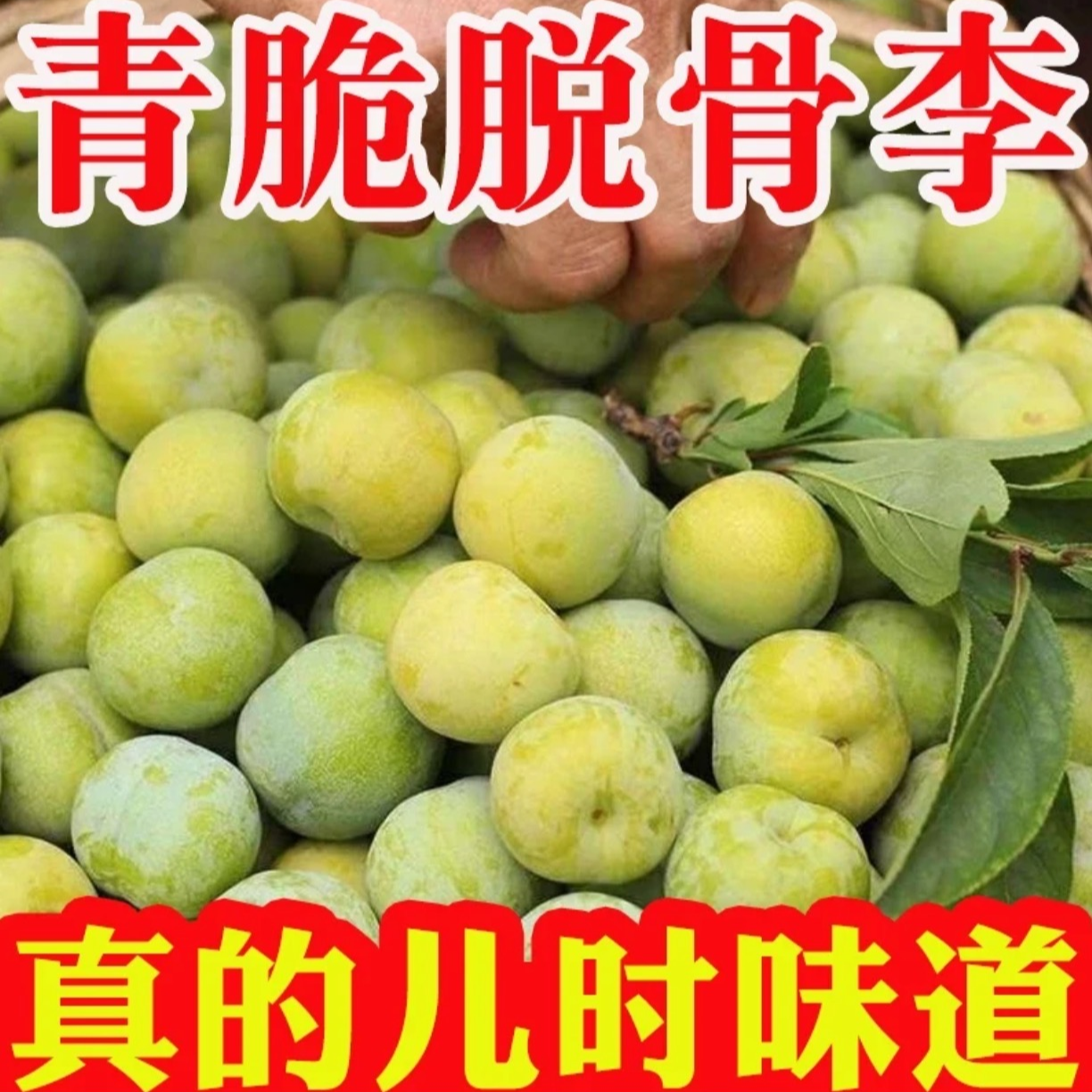 青脆李脱骨李新鲜应季水果脆甜脱骨湖北省