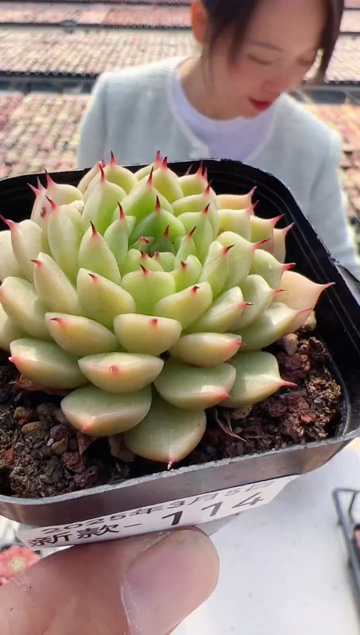 【闪购商品】新款多肉-114