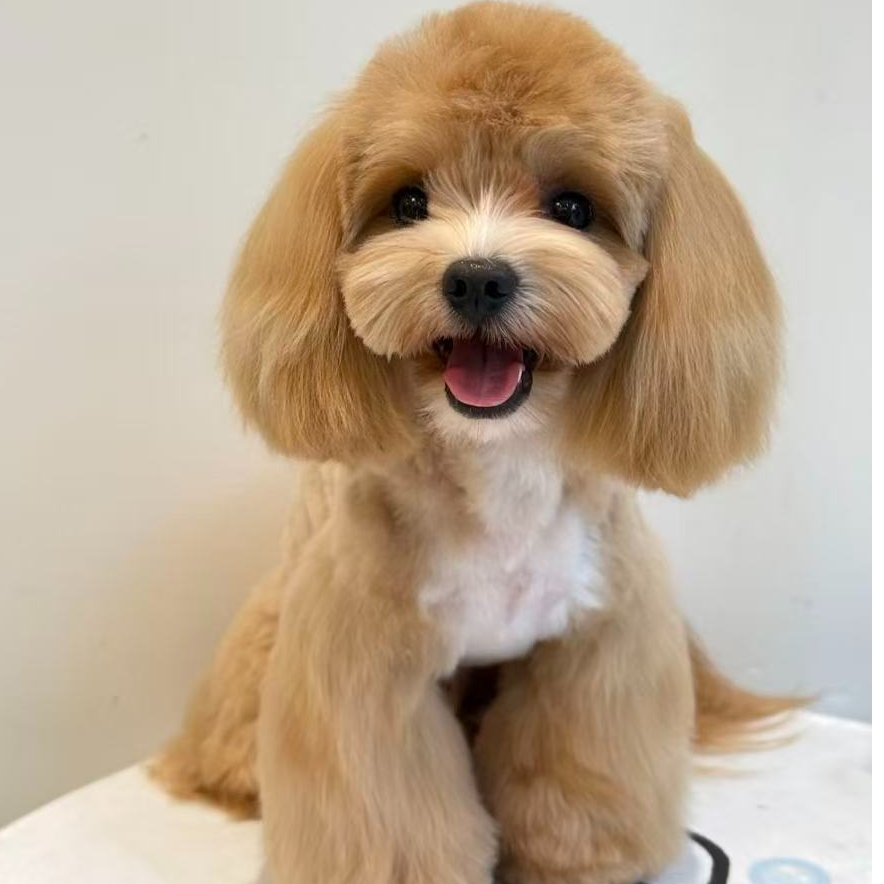 直播挑选可爱的宠物狗狗